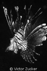 bw lionfish by Victor Zucker 